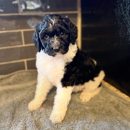 Aussiedoodle, Bernedoodle, and Poodle Puppies from Miller's Doodles