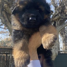 German Shepherd Puppies from Aguirre farm
