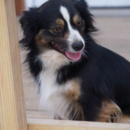Rosie - Toy Australian Shepherd