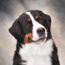 KT - Bernese Mountain Dog