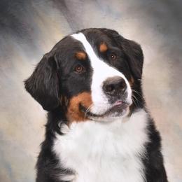 KT - Bernese Mountain Dog