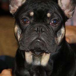 French Bulldogs from Little French Bullies N Texas