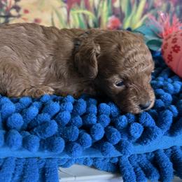 Tiffany - Red  female Poodle puppy in Lawrenceburg, Tennessee from LUV Poodles and Maltipoos