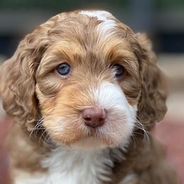 Boy 1 - Australian Labradoodle puppy in Lithia, Florida from Simply Trained
