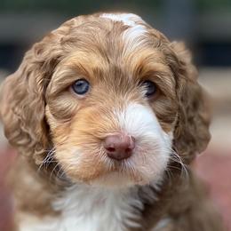 Boy 1 - Australian Labradoodle puppy in Lithia, Florida from Simply Trained