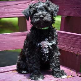 Ollie - Black male Miniature Schnauzer puppy in Dickson, Tennessee from Surely Blessed Mini Schnauzers