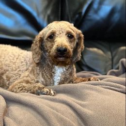 Aussiedoodles from Paradise Pooches