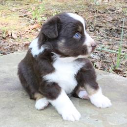 Beetle - Red tri-color female Australian Shepherd puppy in Macon, Georgia from Shaina’s Shepherds