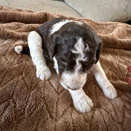 Kenickie - Parti male Poodle puppy in Washington, Pennsylvania from Patriotic Poodles