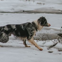 Border Collies from Southern Wind Farms