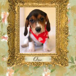Dachshund Puppies from Vibrant Eyes Doxies