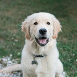 Golden Retrievers from Friday Golden Retrievers
