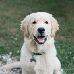 Golden Retrievers from Friday Golden Retrievers