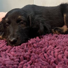 Afghan Hound Puppies from Kelli Kujawa