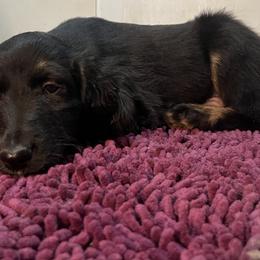 Afghan Hound Puppies from Kelli Kujawa