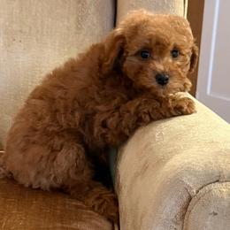 Crème collar girl- 2.8 lbs - Red  female Goldendoodle puppy in Ridgewood, New Jersey from Jessie’s Doodles