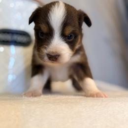 Doe - Red tri female Miniature Australian Shepherd puppy in North Lakeport, California from Wild Rose Ranch