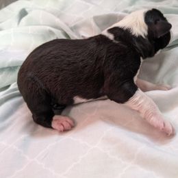 English Shepherd Puppies from Yellow Wolf Farm