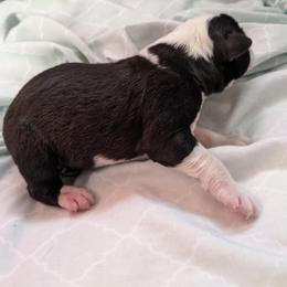 English Shepherd Puppies from Yellow Wolf Farm