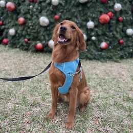 Reba - Golden Retriever