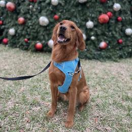 Reba - Golden Retriever