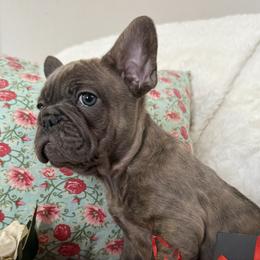Leo - Blue male Assorted Doodle Crosses puppy in Wilburton, Oklahoma from Wild J Frenchies
