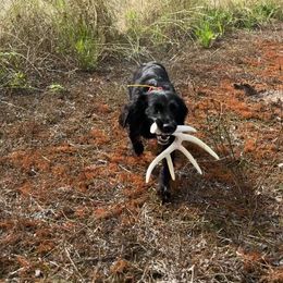English Cocker Spaniel puppies from HillTop Brittany Kennel