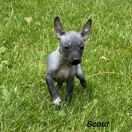 Scout - Black and tan male American Hairless Terrier puppy in Buckingham, Illinois from Gaus Hof