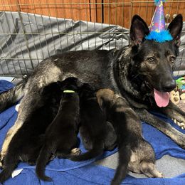 German Shepherd Puppies from Paws Of Germany