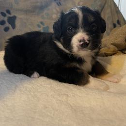 Miniature Australian Shepherd Puppies from Yost Family Mini Aussies