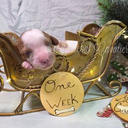 TBD Blenheim female 1 - Blenheim female Cavalier King Charles Spaniel puppy in Kermit, West Virginia from Stonecoal Cavaliers