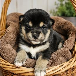 Susie - Black and tan female Shiba Inu puppy in Illinois from Precious-Puppies