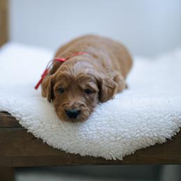 Red collar boy - Gaston - Red  male Goldendoodle puppy in Duncan, South Carolina from Abner Creek Poodles & Doodles