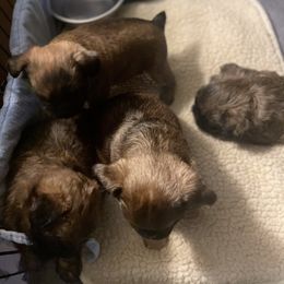 Colby - Brussels Griffon