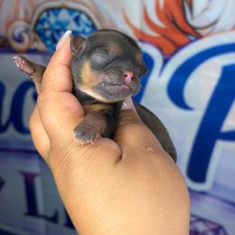 Akc girl 4 - Sable female Shih Tzu puppy in Roseville, Michigan from Diamond Paws LLC