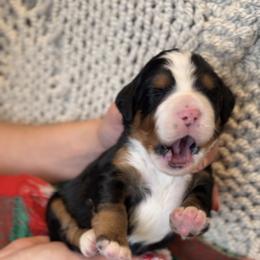 Bernedoodle, Cavapoo, and Goldendoodle Puppies from Blackberry Farm Puppies