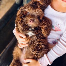 Truffle - Brown and white female Cockapoo puppy in Millville, California from Hope Lane Kennels