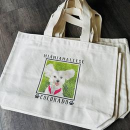 Maltese All Grown Up from MiaMiaMaltese Colorado