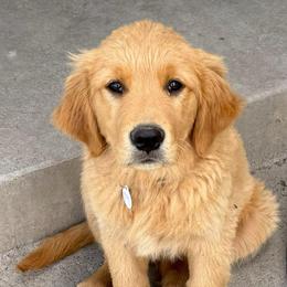 Finn (red collar boy) - Dark golden male Golden Retriever puppy in Petaluma, California from Contango Goldens