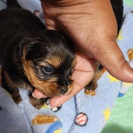 Girl 1 - Black and tan female Yorkshire Terrier puppy in Newport News, Virginia from Ty-Shea Designs Yorkies and More LLC