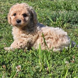 Alaska - Apricot male Poodle puppy in Covington, Virginia from A  Gift from above kennel,  LLC