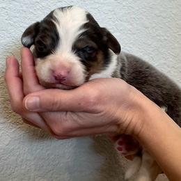 Slate - Blue male Pembroke Welsh Corgi puppy in Waco, Texas from The Comma Corgis