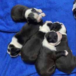 Boston Terrier Puppies from Candi's Boston Terriers