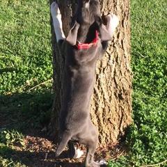 Mountain Cur Puppies from Walnut Ridge Mountain Curs