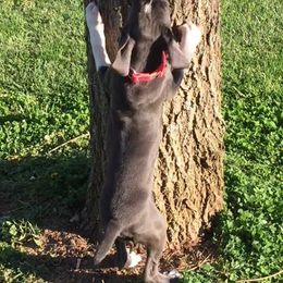 Mountain Cur Puppies from Walnut Ridge Mountain Curs