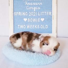 American Corgi and Pembroke Welsh Corgi Puppies from Whimsical Treasure Corgis