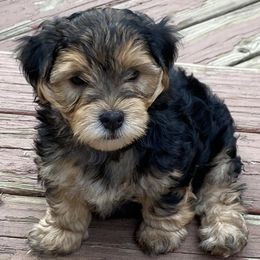 Yorkshire Terriers from The Yorkie Playpen