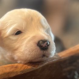 Girl 2 - Gray and white Old English Sheepdog puppy in Syracuse, Indiana from Ridgeruns OES
