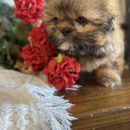 Teddy - Sable male Shih Tzu puppy in Taylorsville, North Carolina from Feather & Tail Acres