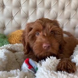 Australian Labradoodle and Labradoodle Puppies from Doodles_Ko